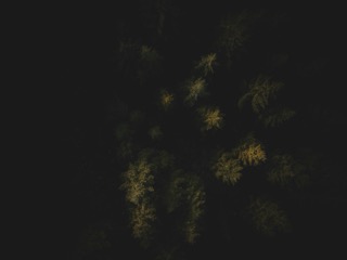 Dark Forest